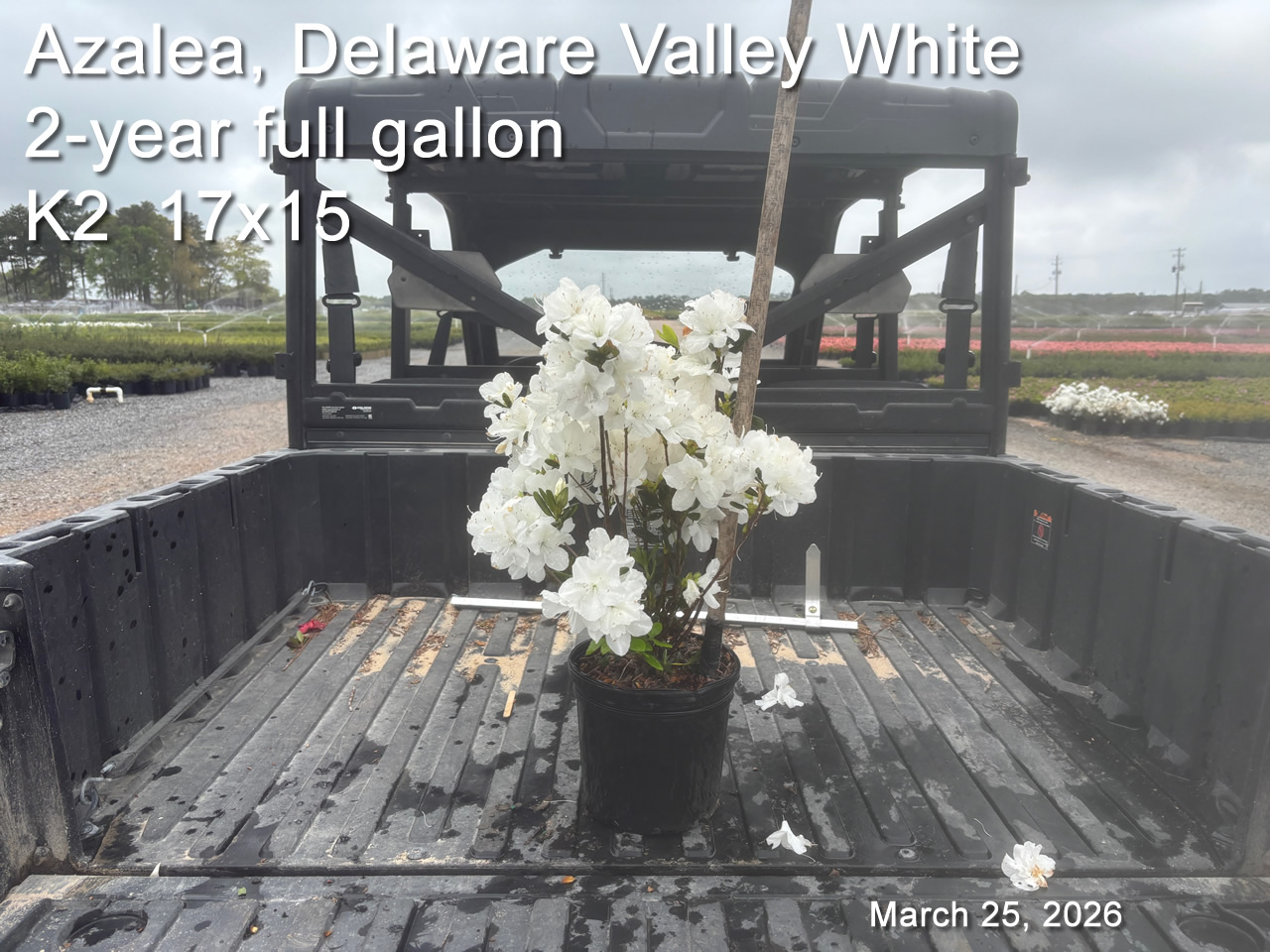 gallery/dvw2yf k2 mar25.jpg